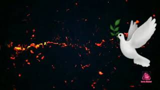 Is That A White Pigeon??