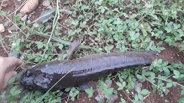 CÂU CÁ: Câu cá lóc bằng VỊT CON và cái kết bất ngờ...