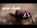 الذباب حقائق مذهلة عن دورة حياته وأهميته في الطبيعة العربية الوثائقية Documentary Arabic 