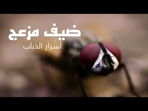الذباب حقائق مذهلة عن دورة حياته وأهميته في الطبيعة العربية الوثائقية  