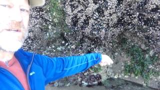 MIddle intertidal introduction