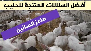 تربية ماعز السانين السويسري و مميزاته