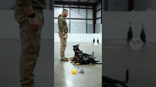 German shepherd k9 puppies training #k9 #k9training #dog #dogtraining #puppy #trending #viral
