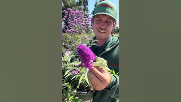 Transform Your Garden with These Butterfly-Attracting Perennials