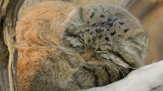 Noisy crows are disturbing sleep of George the Pallas's Cat by Manulization (Pallas's Cats) 2,219,439 views 2 years ago 56 seconds