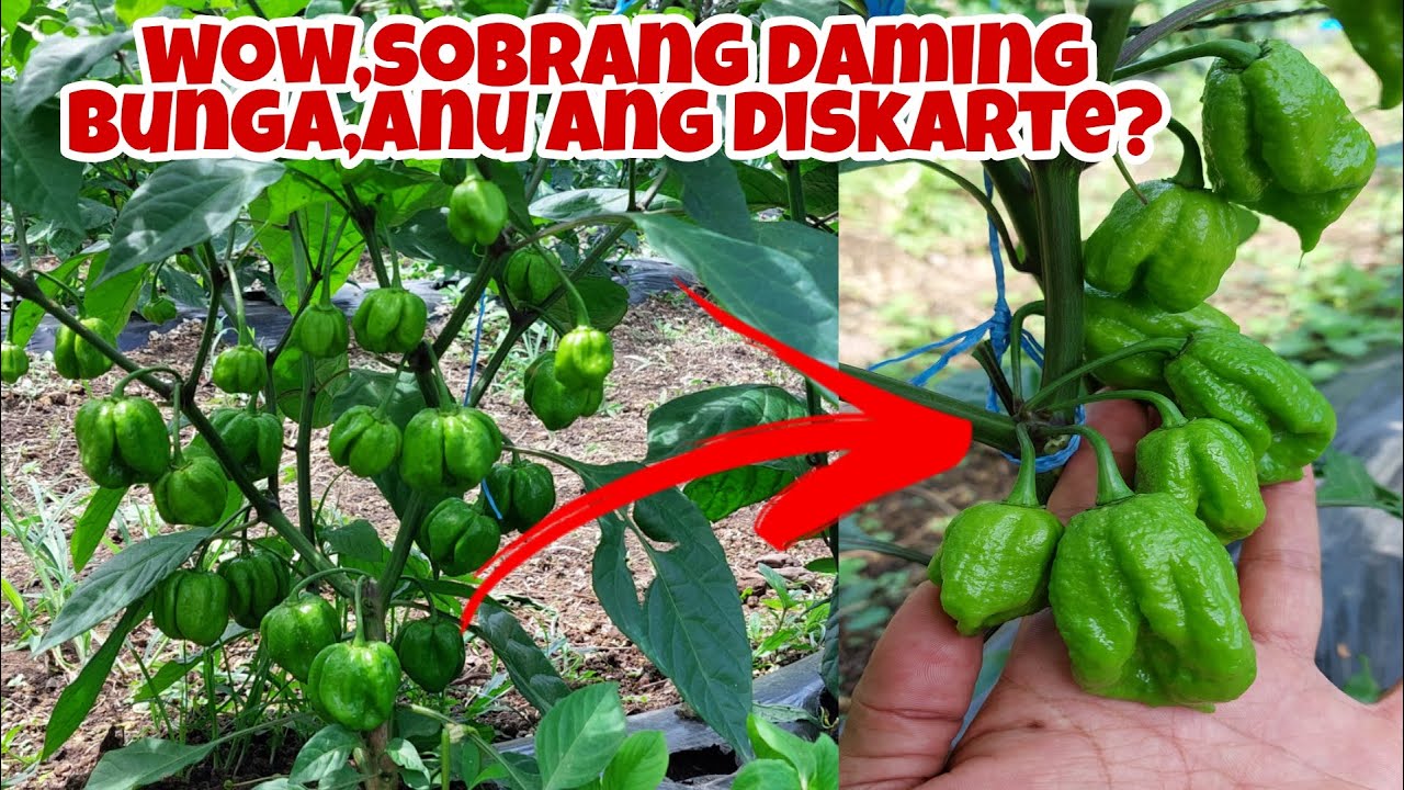Carolina Reaper Sobrang Hitik na Hitik sa Bunga, Expert Secrets Revealed