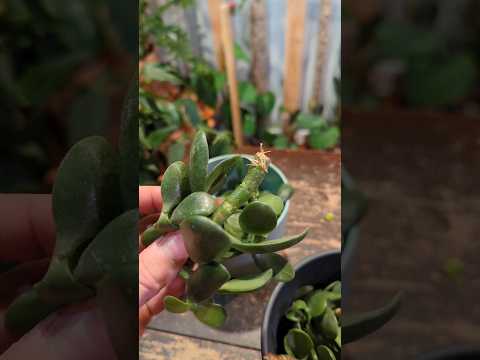 Jade Cutting NOT IN A POT Gets New Growth And Roots