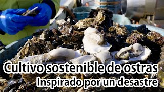 Cultivo sostenible de ostras– Inspirado por un desastre