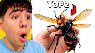 Los 10 Insectos más Peligrosos del Mundo | Betillo Reacciona a Buho Sabio