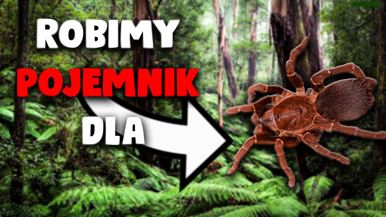 สถ ต คล ปว ด โอ Youtube สำหร บ Pelinobius Muticus Pterinopelma Sazimai キングバブーンの幼体とサジマイタランチュラの幼体に牛肉を与えてみた Noxinfluencer สถ ต คล ปว ด โอ Youtube สำหร บ Pelinobius Muticus Pterinopelma Sazimai キングバブーンの幼体とサジマイタランチュラの幼体に牛肉を与えてみた Noxinfluencer