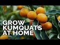 How to Grow Kumquat Trees in Containers Pt. 1