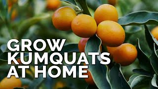 How To Grow Kumquat Trees In Containers Pt 1