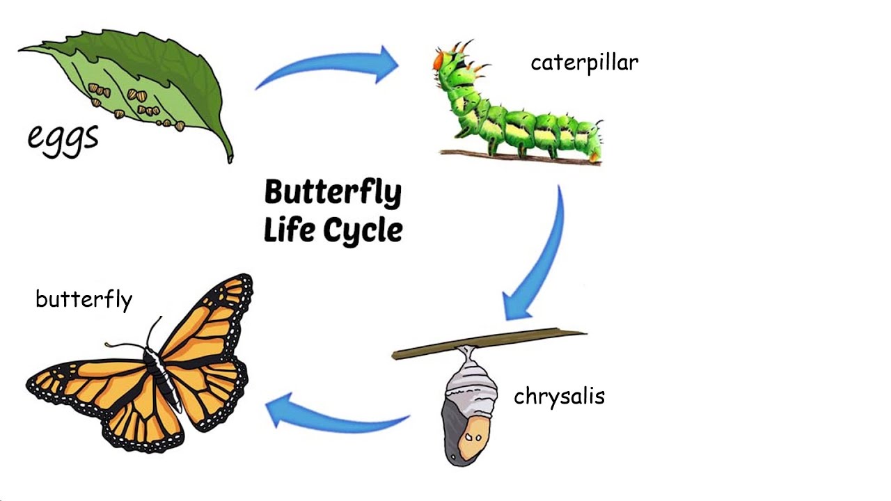 Life Cycle of a Butterfly Lesson and Quiz - YouTube