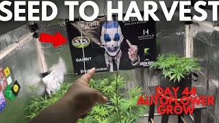 SEED TO HARVEST: BETTER THAN MEPHISTO? AEQUE GENETICS AUTOFLOWER DAY 44
