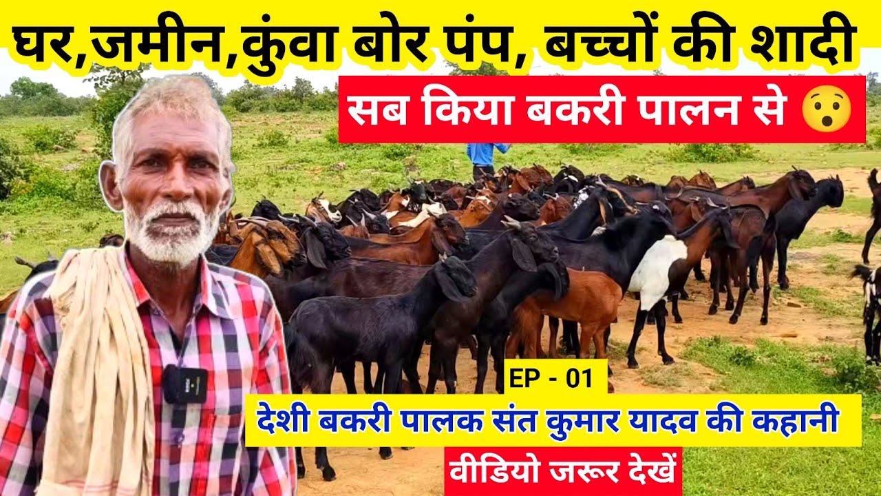 देशी बकरी पालन से बनाया घर जमीन कुंवा बोर पंप और की बच्चों की शादी | Desi Bakri palan