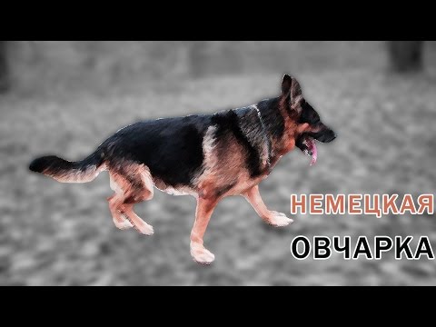 Немецкая Овчарка - Все о породе