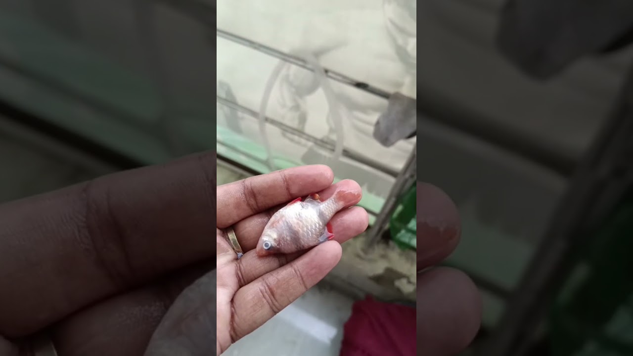 My tiger barb died 🥺💔 