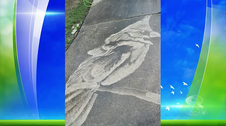 Daytime Chat Featuring power washer artist, Dianna...