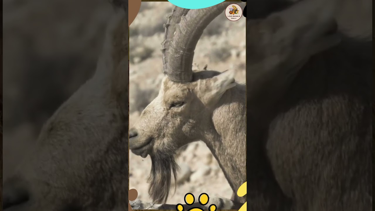 Animal Sounds: Chamois 