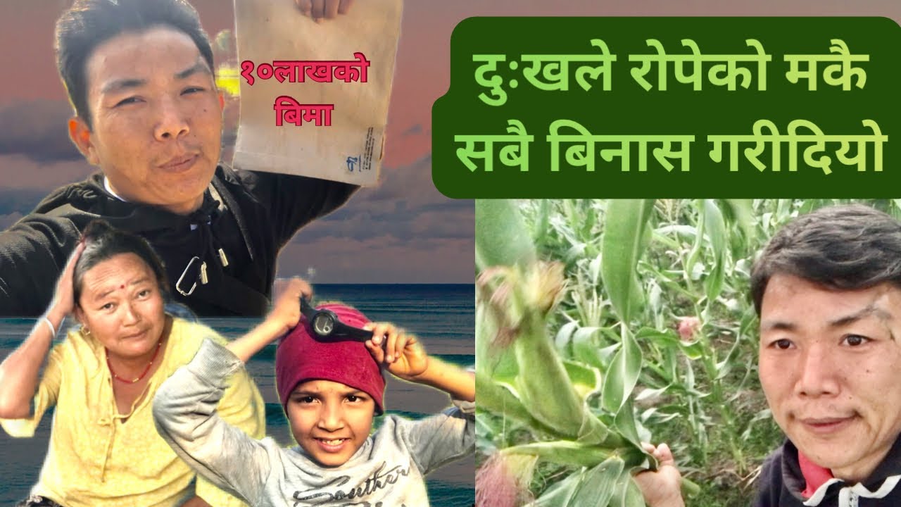 दुःखले रोपेको मकै सबै बीगार गरीदियो 😫 12 January 2026