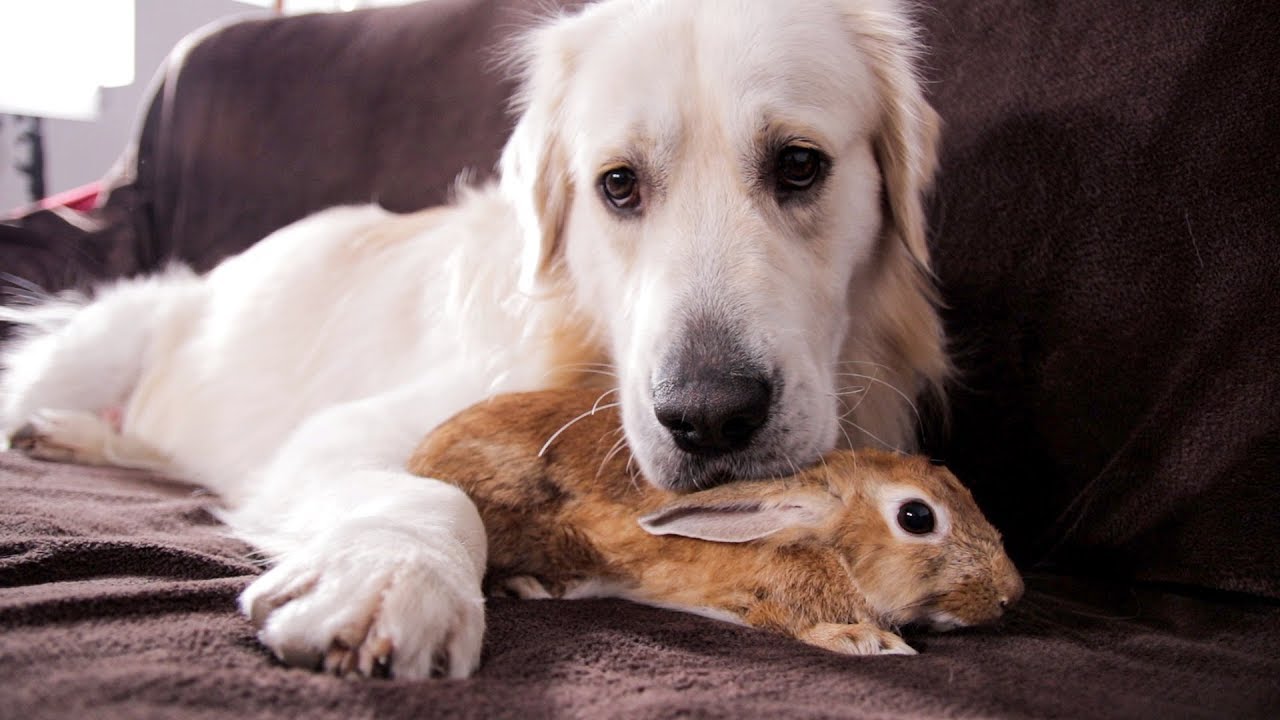 do bunnies do well with dogs