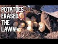 Lawn Removal Through Potatoes - Beautiful Harvest!