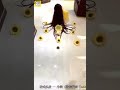الشعر الغجري المجنون دا سحر ولا جنان ولا ايه 