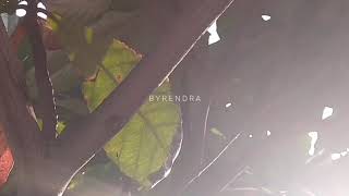 Cinematik Ngoro Industri