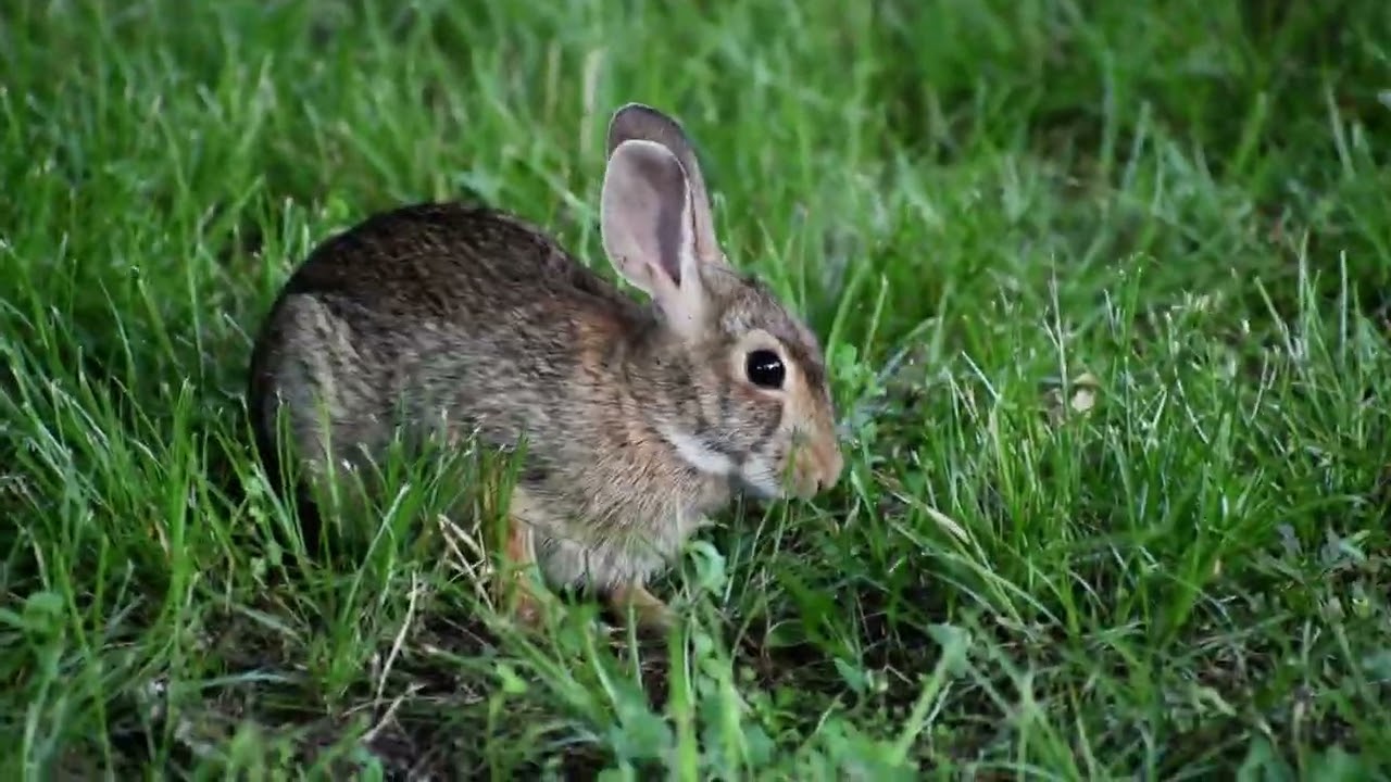 Swamp Rabbit 2025 (C) Picture House photography