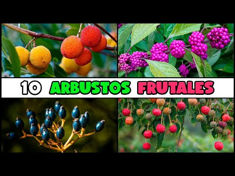 Video: 10 Árboles y arbustos con frutos rojos - Frutos rojos para el invierno