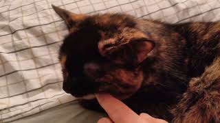 Angela Gnawing at My Finger! Meow! by CAT-astrophic! 121 views 3 months ago 1 minute, 15 seconds
