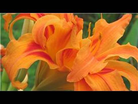 Video: Nhân giống Daylilies Từ Hạt giống - Học Cách Trồng Hạt giống Daylilies