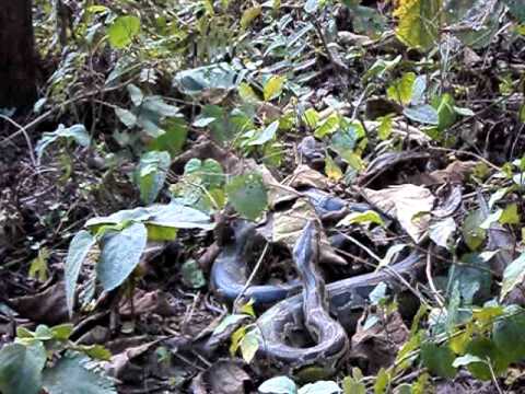 python attack on my camera