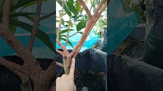 PEMBENTUKAN CABANGAN MAHKOTA JAMBU AIR #short #shorts #jambu