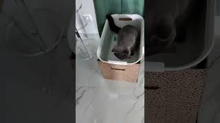 DIY Cat Paradise at Home 🏡🐾 #cat #cute #cutecat #adoreble #play #fypシ #fy #viral