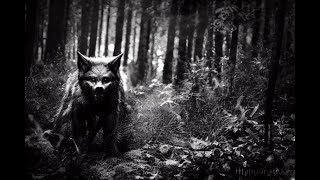 A.I generated Art of Dogman Werewolf Midjourny royalty free stock images