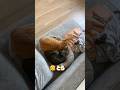 6歳の娘が急いで記録した猫たちが可愛すぎました