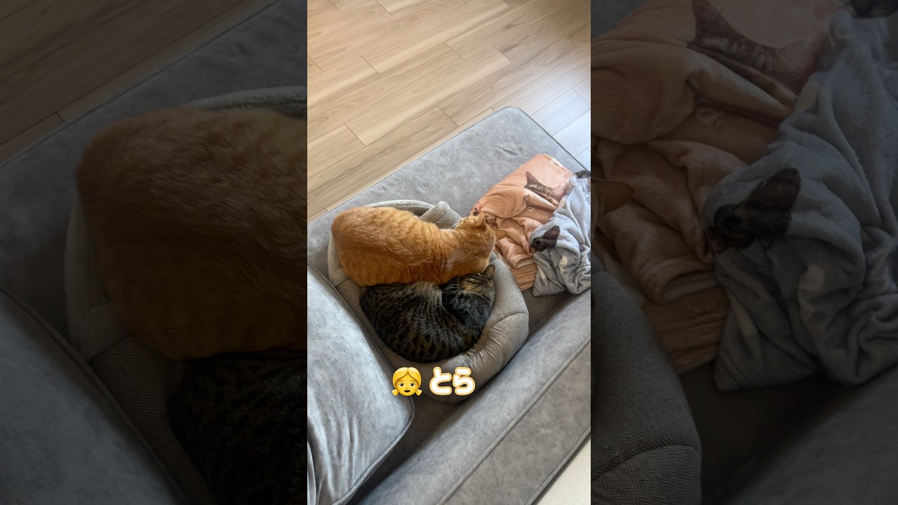 6歳の娘が急いで記録した猫たちが可愛すぎました