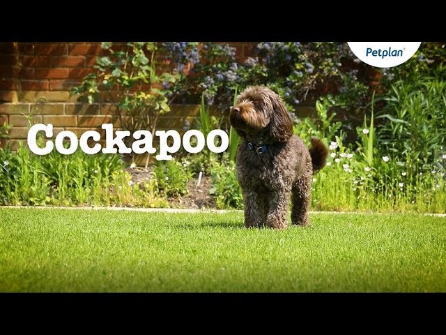 cockapoo dog breed