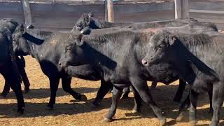 52 EU Wnr Angus Hfrs
