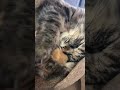 キジトラマールのおやすみgood night【猫動画】brown-tabby