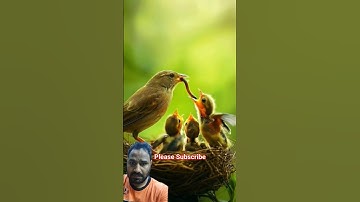 surah Al Ikhlas ❤️❤️❤️ #egzonibrahimi #سورة_الإخلاص #quran #viral #ikhlas #duet