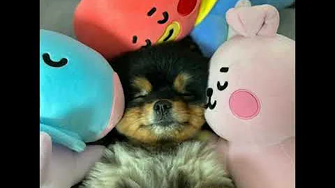 When did V get Yeontan?