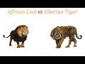 African Lion vs Siberian Tiger 2019