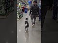 Bogey being calm and collected around all kinds of people at Lowes..