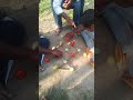 গ্রামের আম আর লাল বিলাহীর মজার খেলা || villagegame || benggali gamingvideo