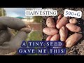Tiny Seed Potato Gave Me This... (Salad Rose) - 85 days