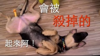 狗狗!吃太胖會被殺掉的
