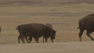 Bison Mating Season