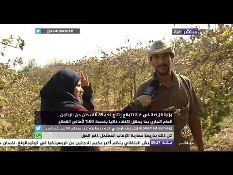 الجزيرة مباشر ترصد قطاف الزيتون في غزة